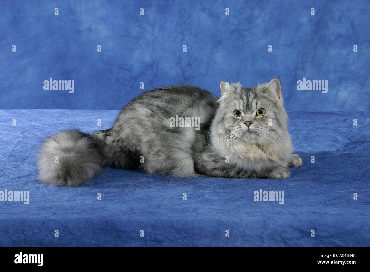 Persian Cat, silvertabby side Stock Photo Alamy