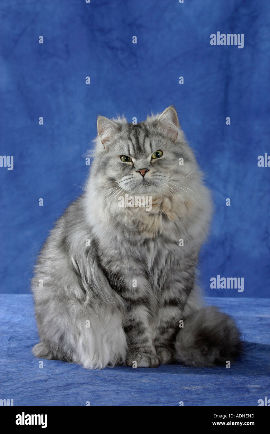 Gray long haired tabby cat sales
