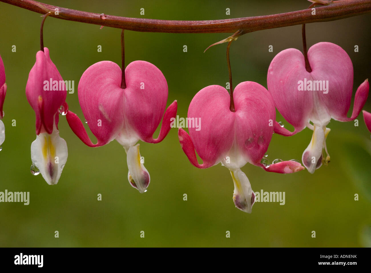 Pacific bleeding heart (Dicentra formosa), close-up Stock Photo - Alamy