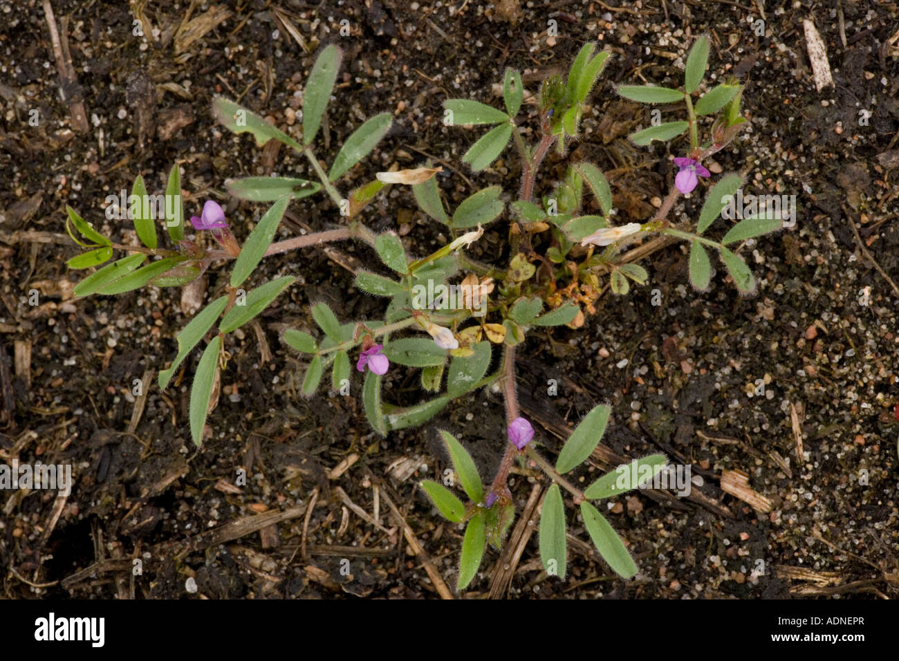 Spring vetch on sandy soil Vicia lathyroides rare in UK Stock Photo