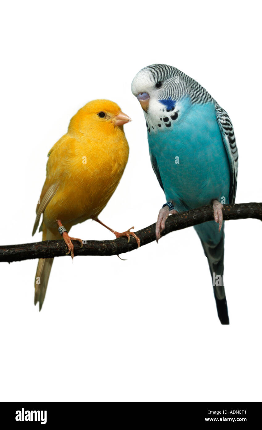 Budgerigar and Canary (Melospittacus undulatus) Wellensittich und Kanarienvogel Tiere, animals, Vogel, Singvoegel, songbirds, Stock Photo