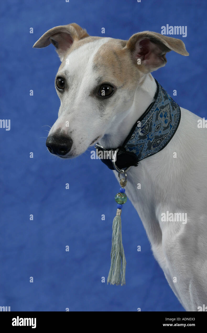 Whippet collar Stock Photo Alamy