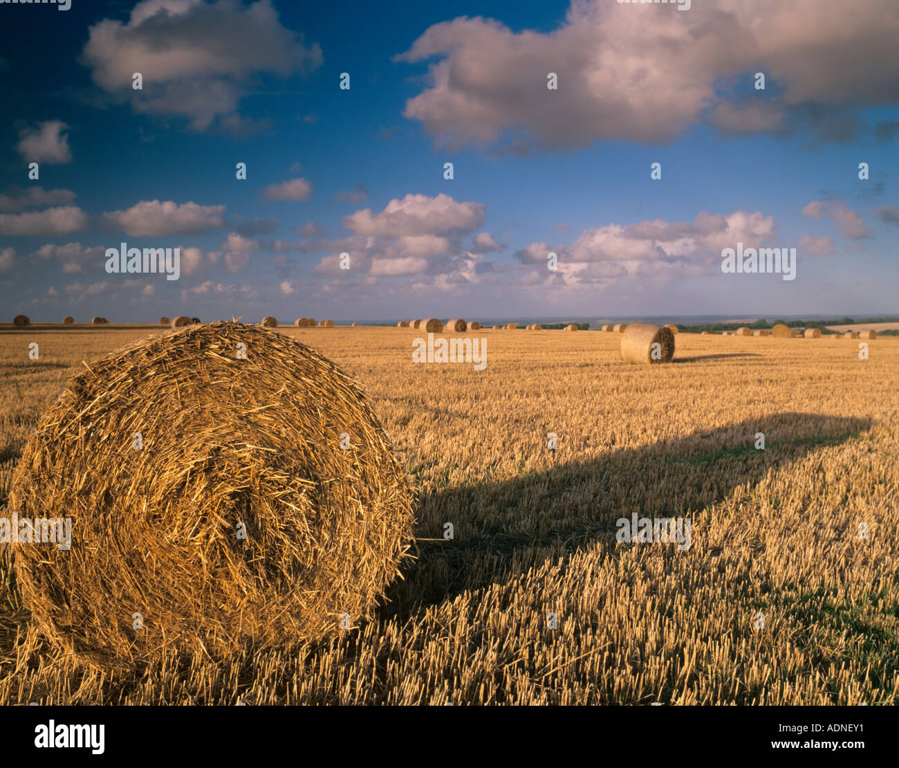 Round straw/hay bales near fovant, salisbury wiltshire, England, UK
