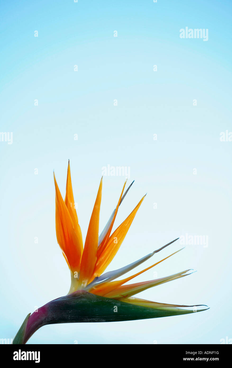 Single Bird of Paradise flower against a pale blue background Stock Photo