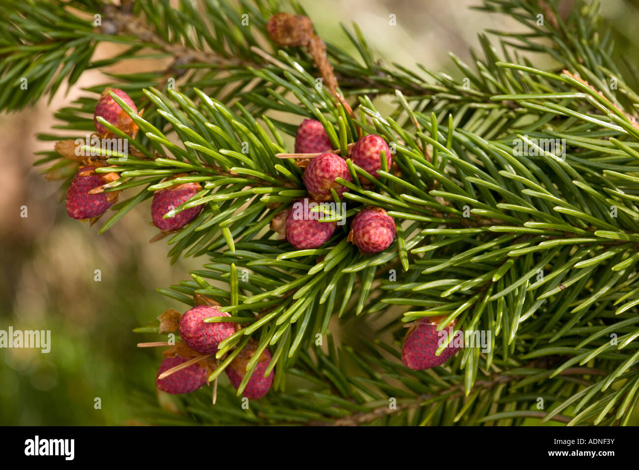 Norway spruce Picea abies in flower Sweden Stock Photo