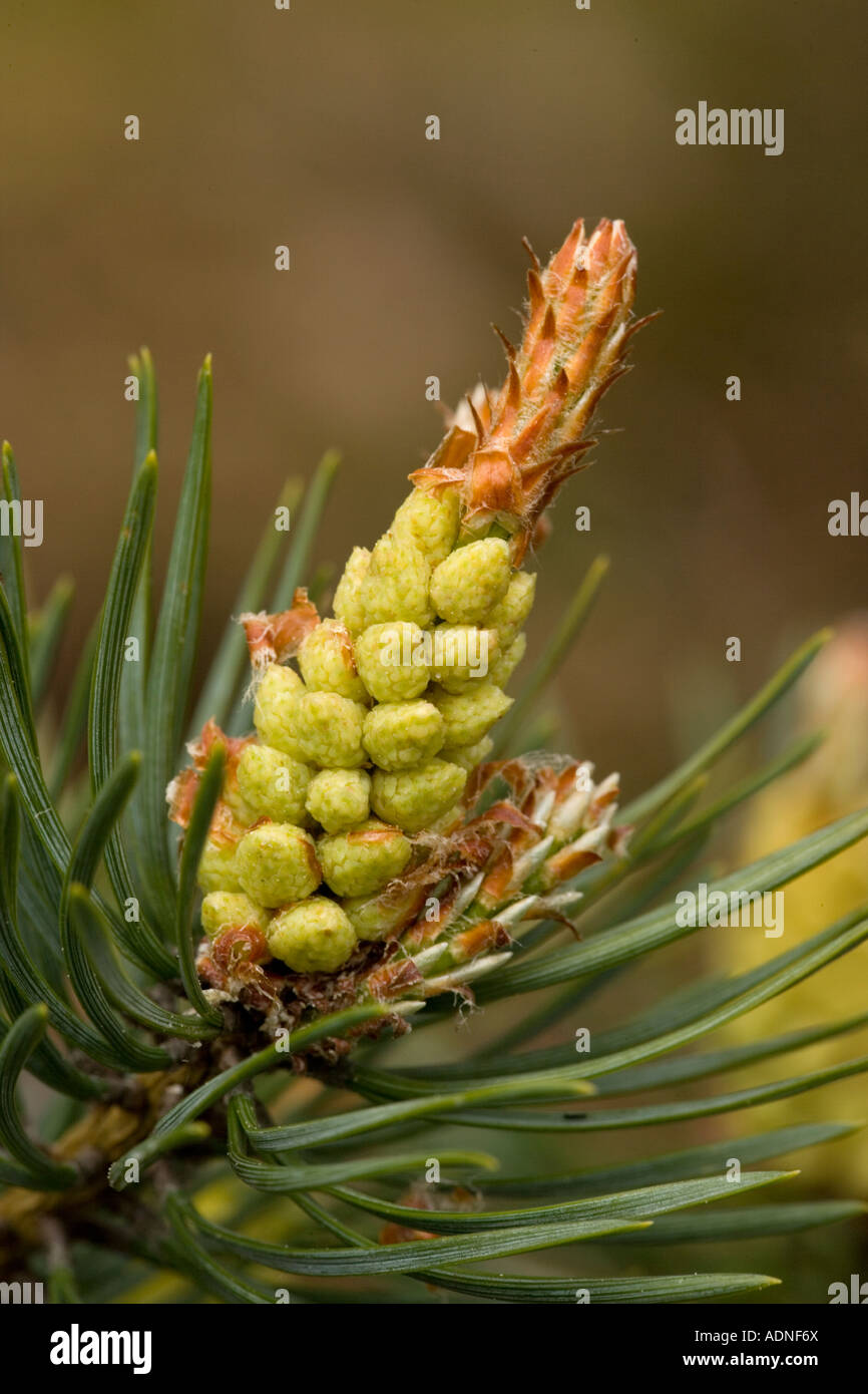 Scots Pine flowers Pinus sylvestris Stock Photo