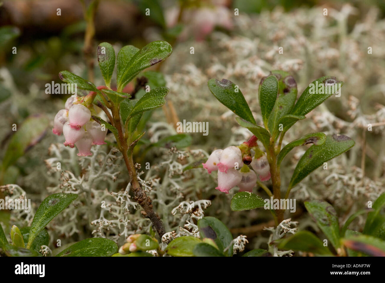 Bearberry Arctostaphylos uva ursi in flower Sweden Stock Photo
