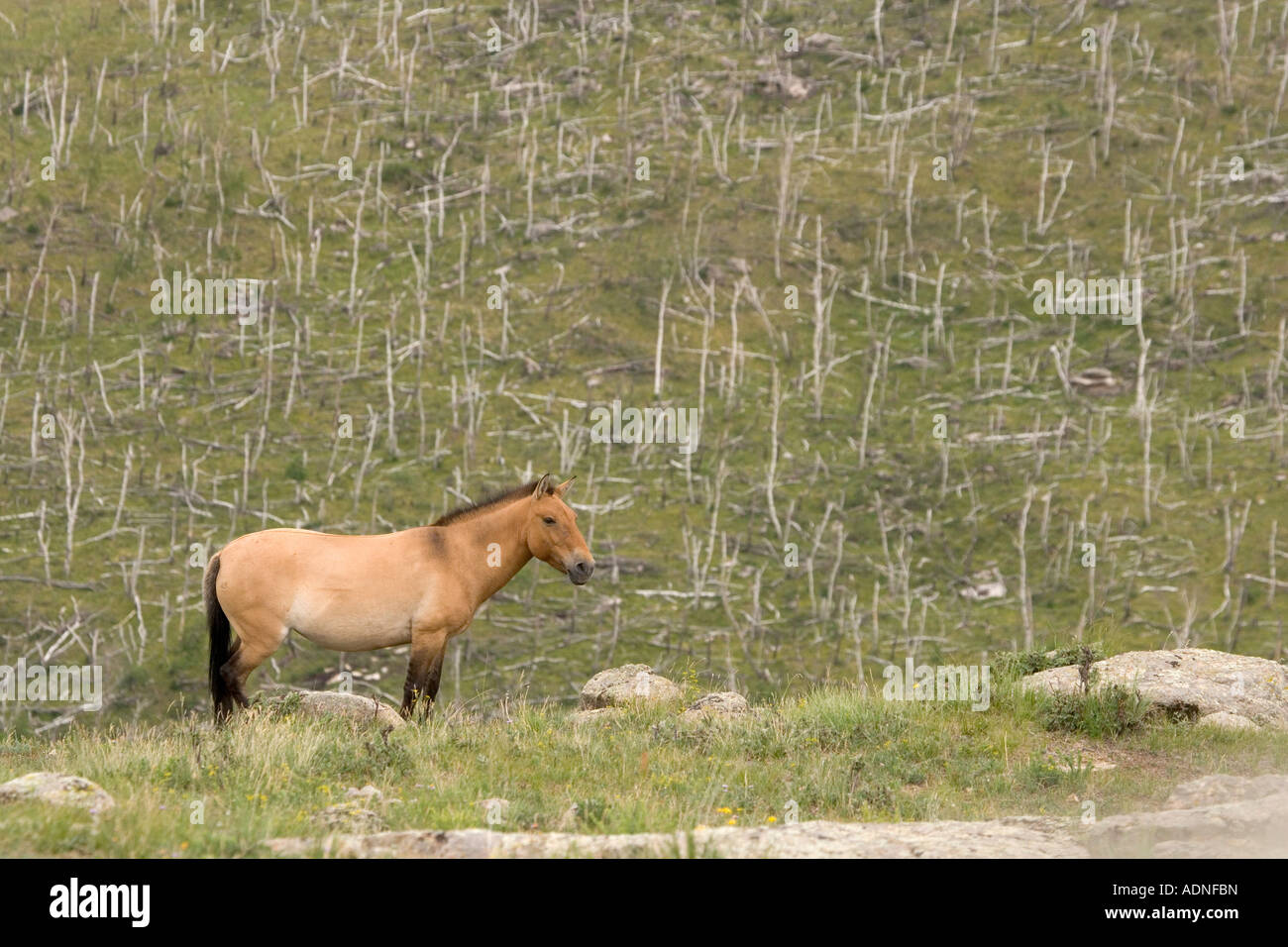 Dying birch trees Stock Photo Alamy