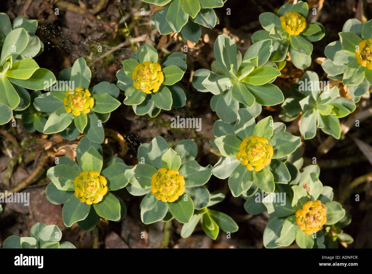 A dwarf shrubby spurge Euphorbia capitulata from S E Europe Stock Photo