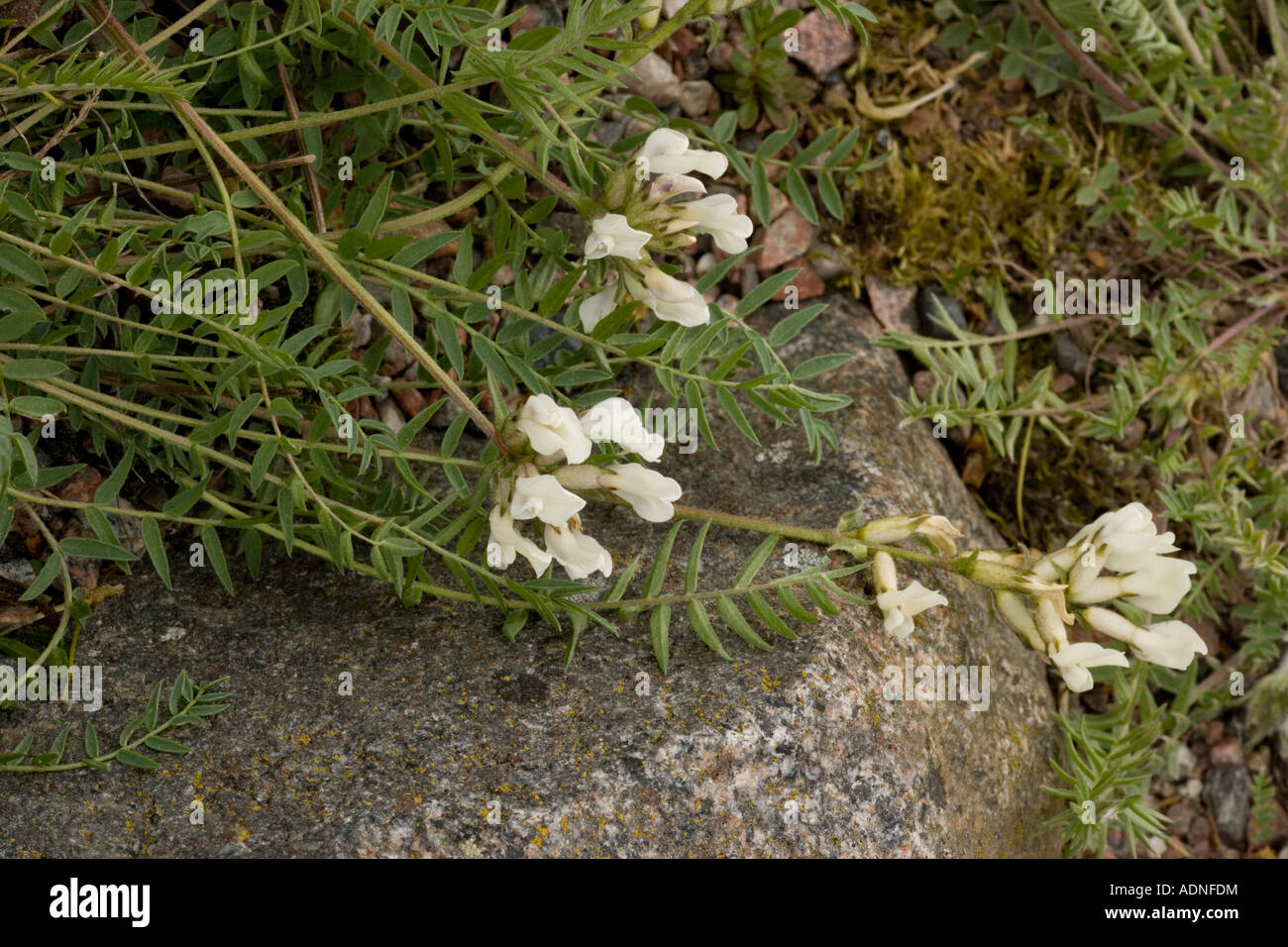 A milk vetch Oxytropis campestris ssp sordida Arctic Europe Stock Photo