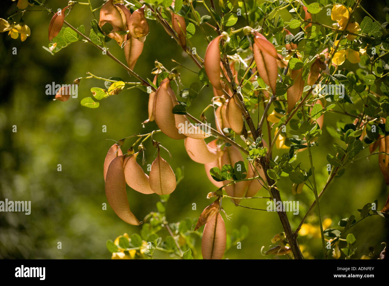 Bladder senna Colutea arborescens flowers and fruit S Europe Stock Photo