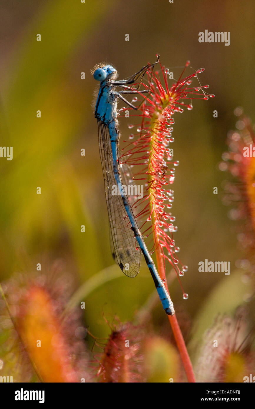 Common blue damselfly (Enallagma cyathigerum) caught on Great Sundew ...