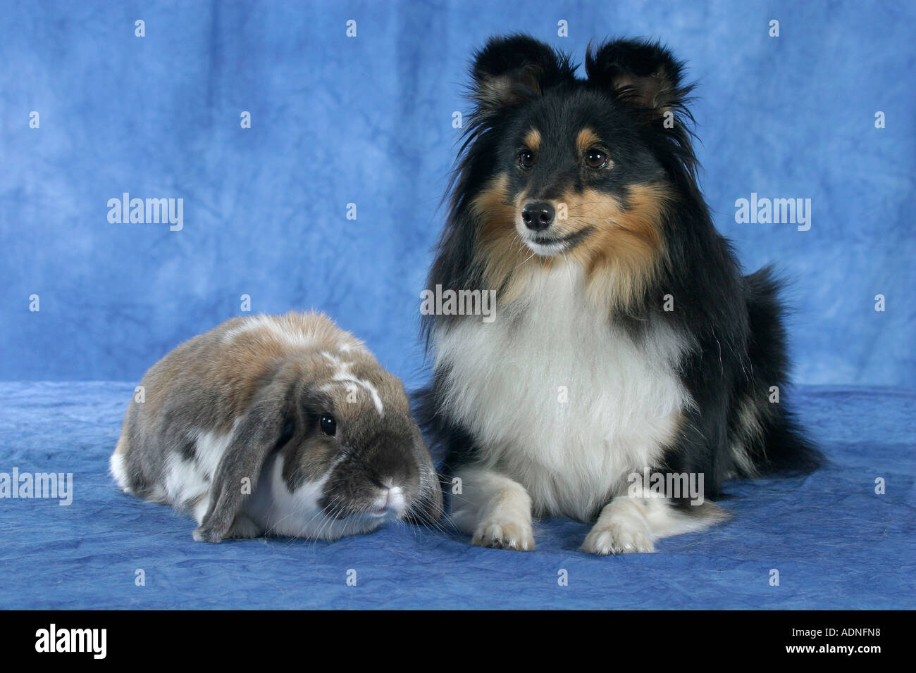 Dwarf lop eared rabbits hi-res stock photography and images - Alamy