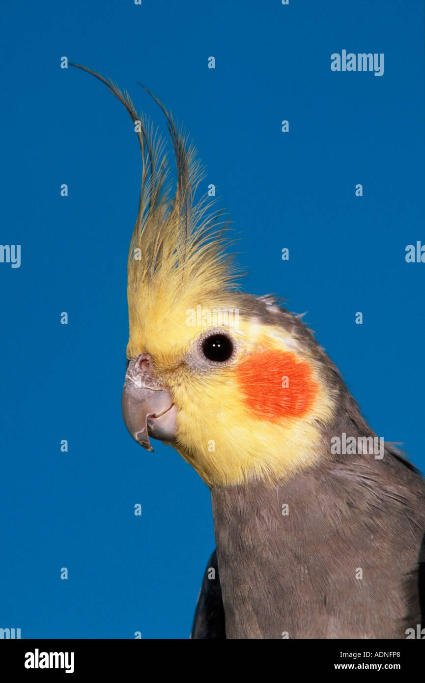 Cockatiel, male, grey (Nymphicus hollandicus Stock Photo - Alamy
