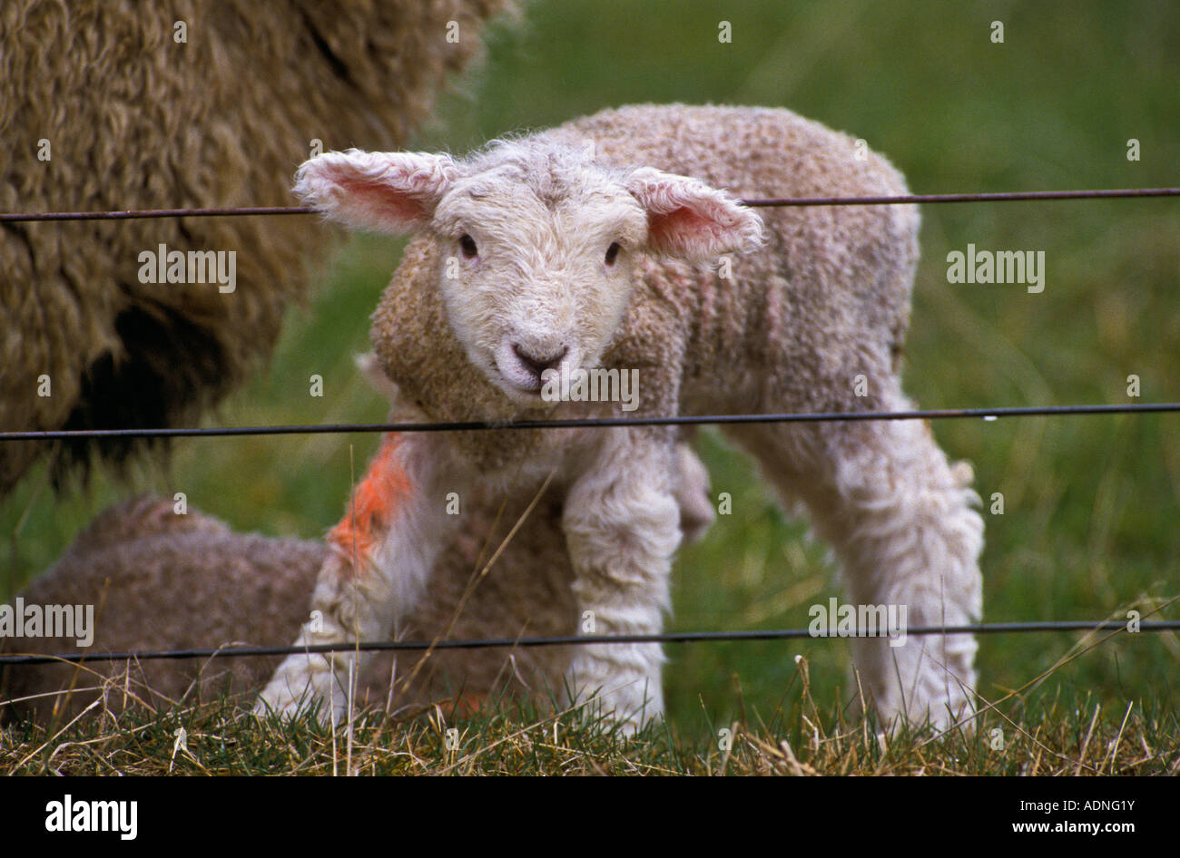 Faceears Hi res Stock Photography And Images Alamy faceears-hi-res-stock-photography-and-images-alamy