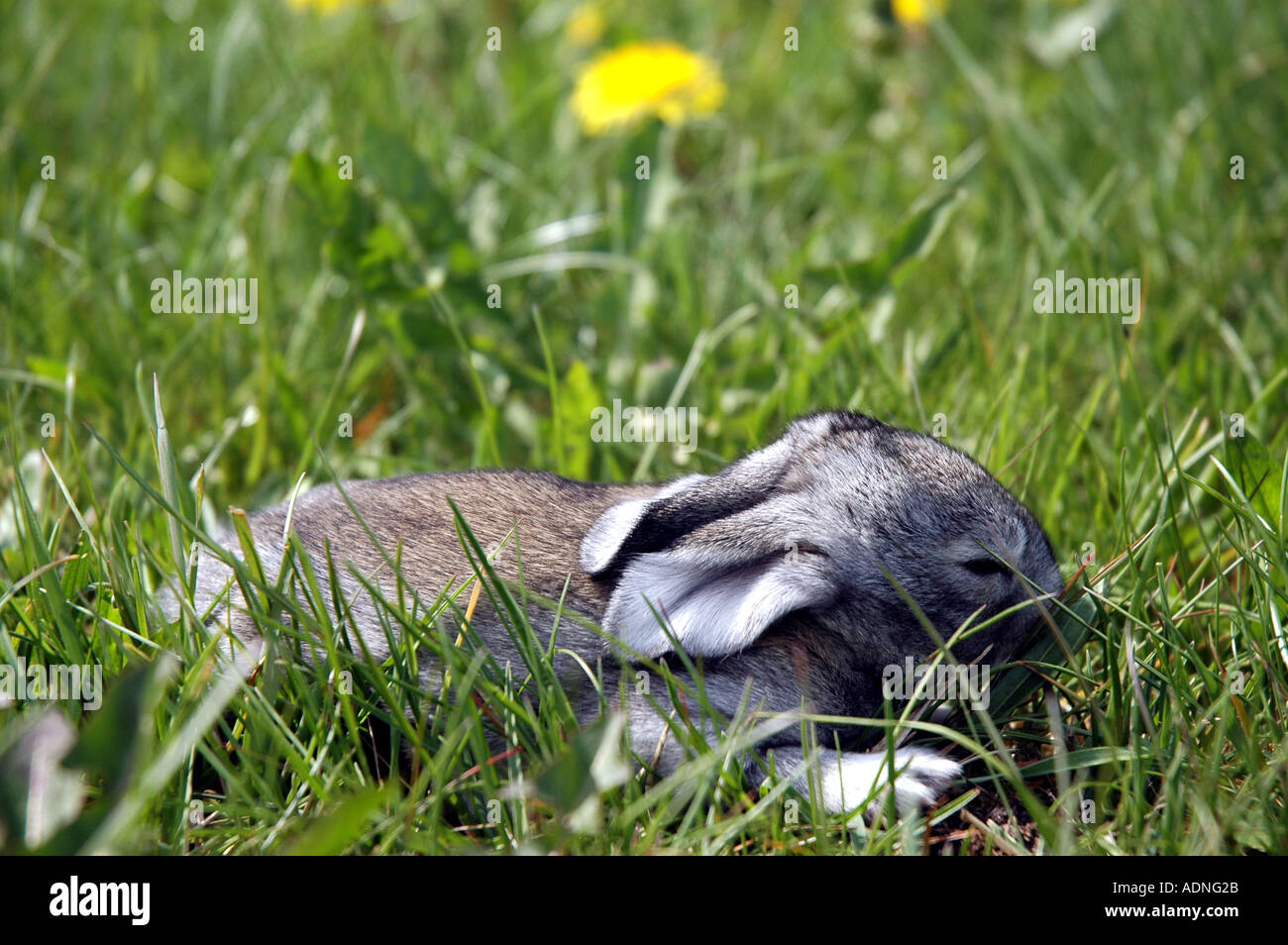 Common sow thistles hi-res stock photography and images - Alamy