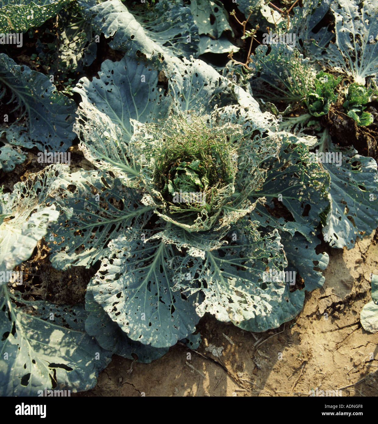 Severe damage to cabbage crop by diamond back moth caterpillars Plutella xylostella Thailand Stock Photo