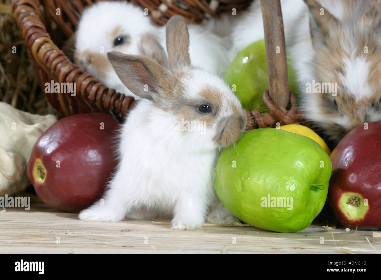 Rabbit Care - Weighing Rabbit on scales Stock Photo - Alamy