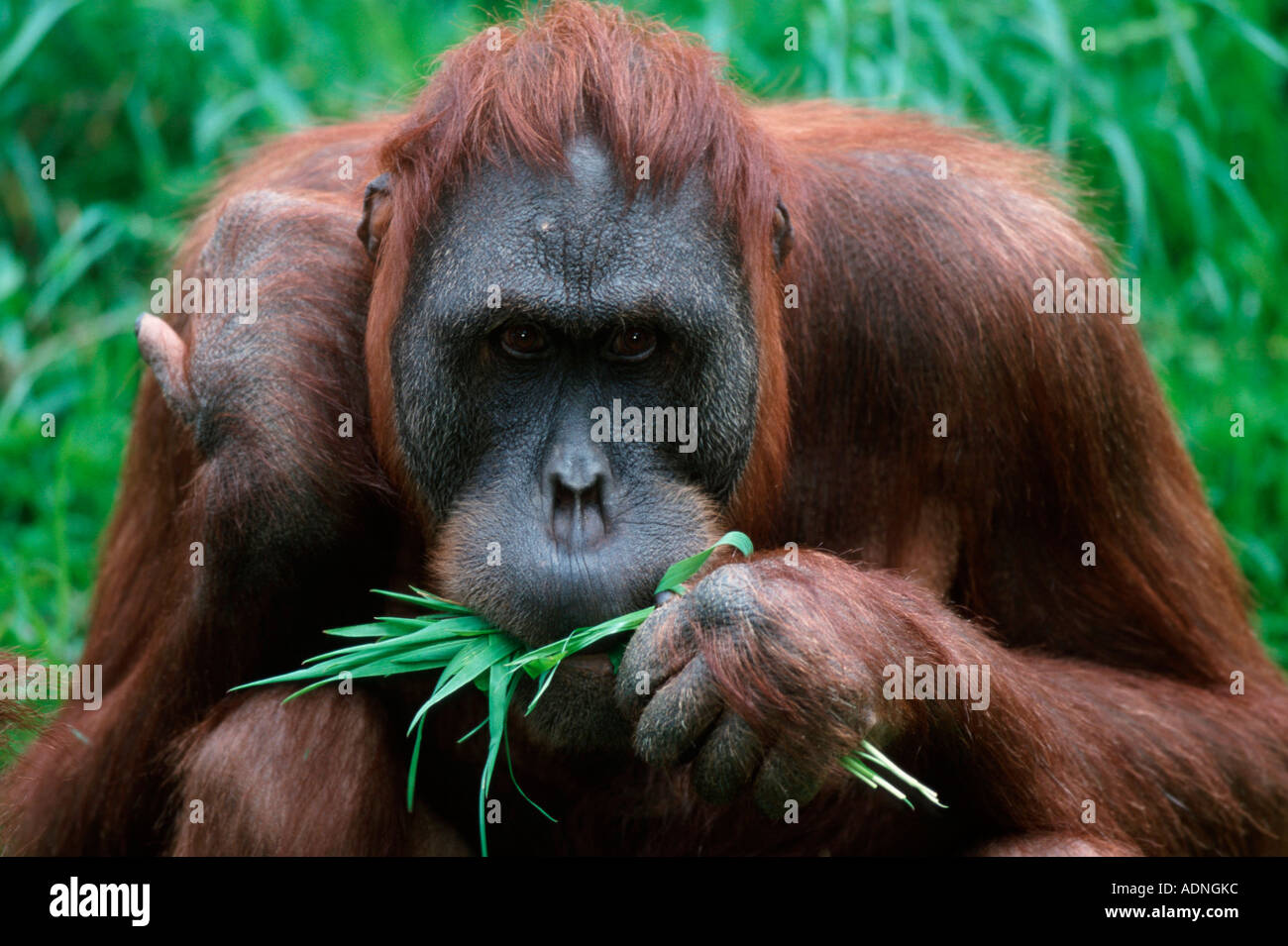 Sumatran Orang Utan, female (Pongo pygmaeus abelii Stock Photo - Alamy