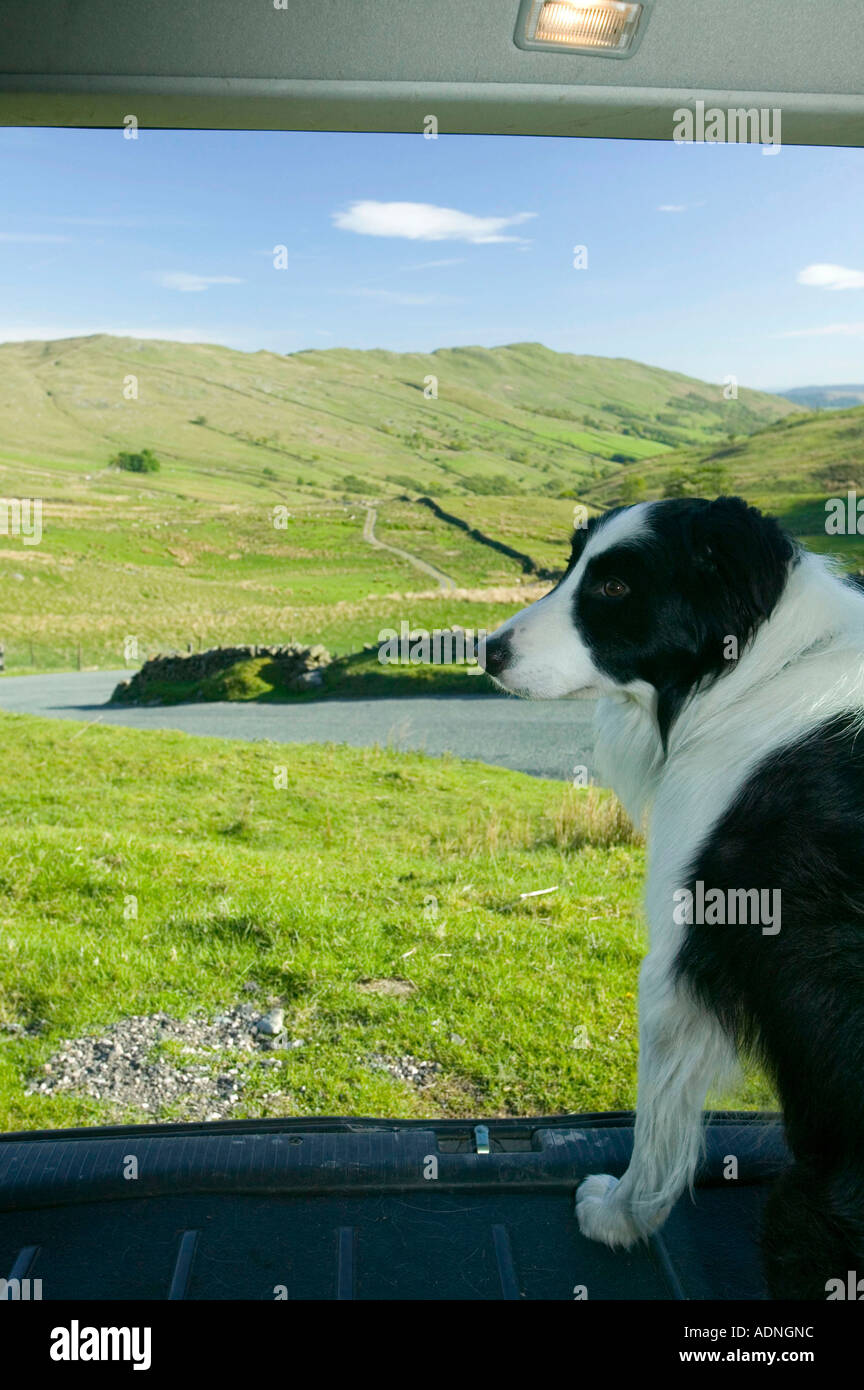 Border collie dog looking out of a car boot to the Lake district countryside, Cumbria, UK Stock Photo