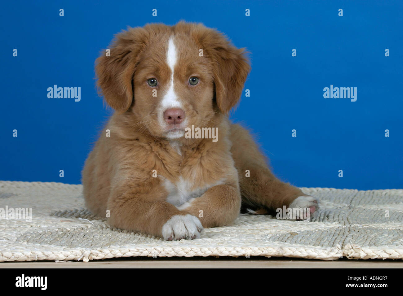 Nova Scotia Duck Tolling Retriever, puppy, 9 weeks Duck Toller Stock Photo