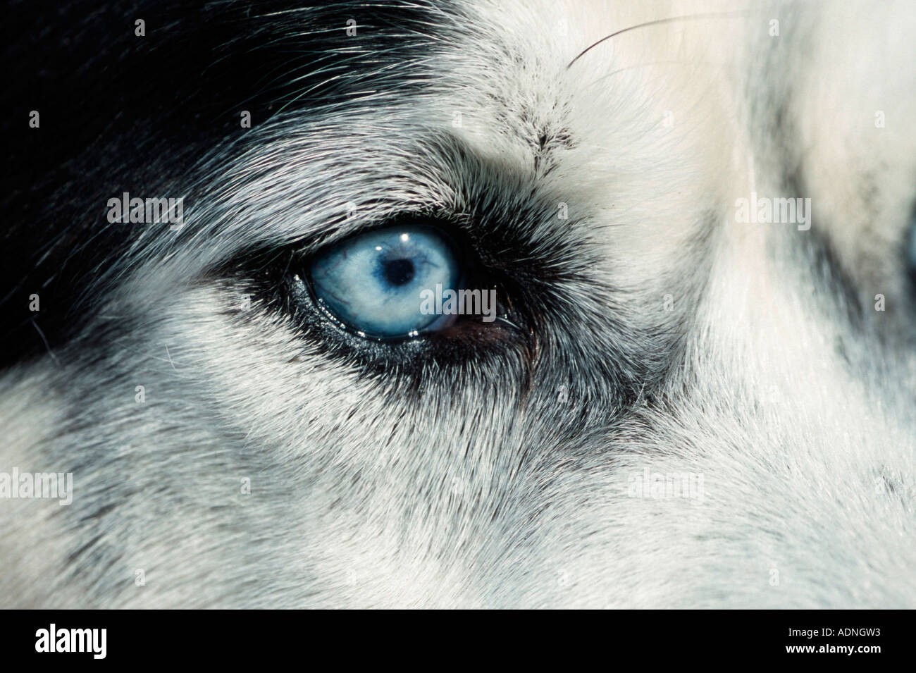 Siberian Husky, eye Stock Photo Alamy