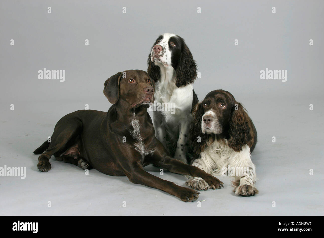 German Shorthaired Pointer and English Springer Spaniel with puppy Stock Photo