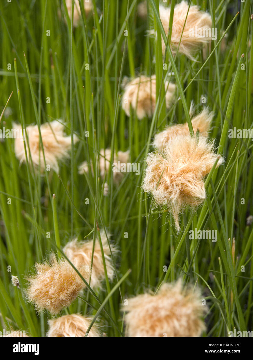 yellow orange cotton grass blossom flower ERIOPHORUM RUSSEOLUM  Stock Photo
