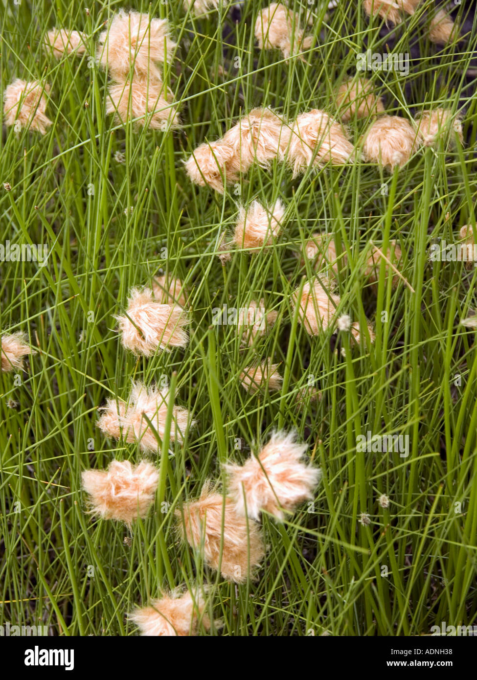 yellow orange cotton grass blossom flower ERIOPHORUM RUSSEOLUM Stock
