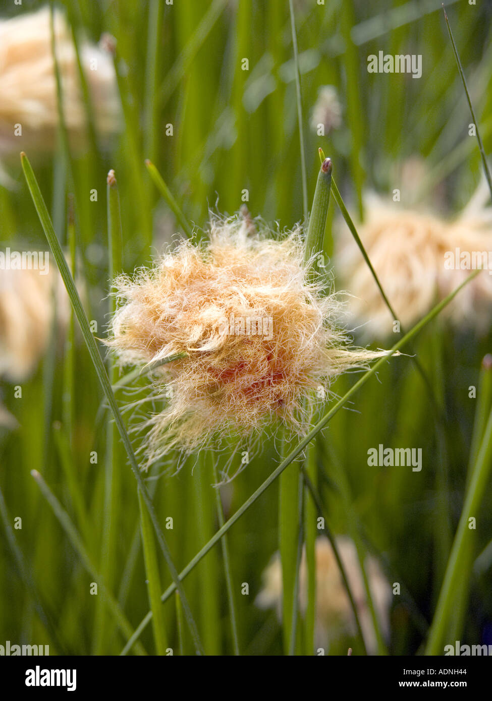 yellow orange cotton grass blossom flower ERIOPHORUM RUSSEOLUM  Stock Photo