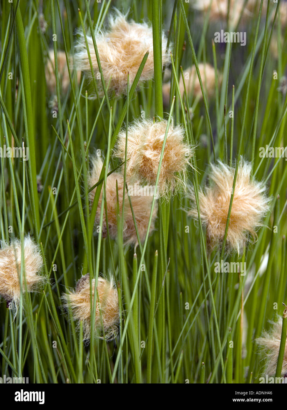 yellow orange cotton grass blossom flower ERIOPHORUM RUSSEOLUM  Stock Photo