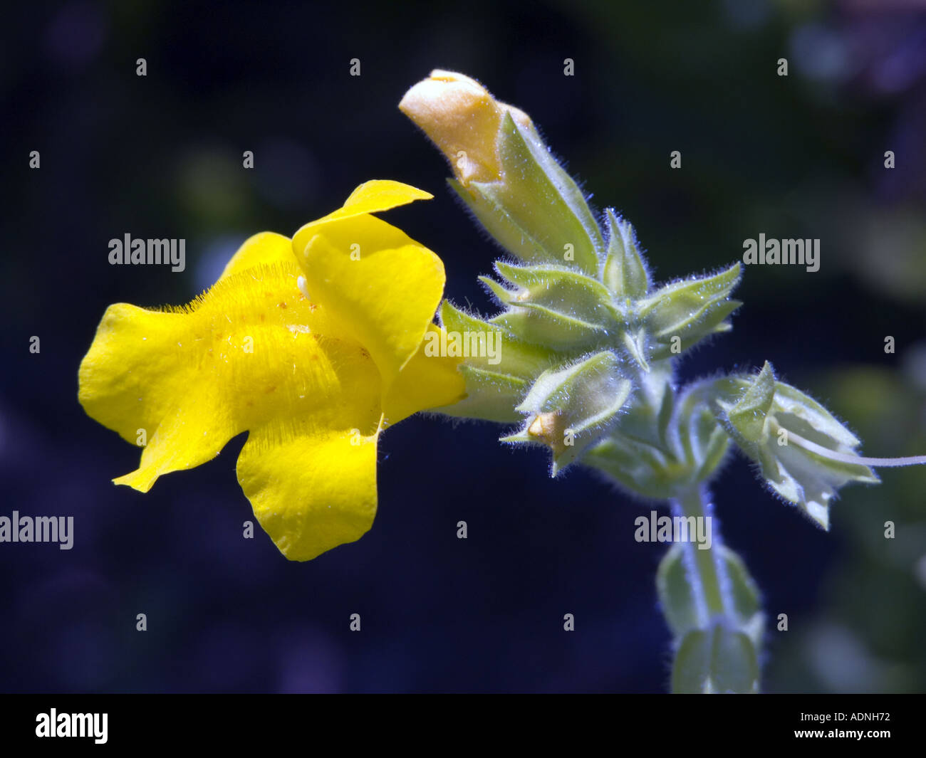 Seep Monkey Flower Monkeyflower gelbe gauklerblume SCROPHULARIACEAE  Stock Photo