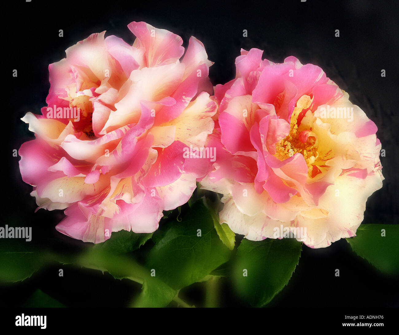 2 two white yellow pink red ROSE FLOWER BLOSSOM called CLAUDE MONET jacdesa Stock Photo