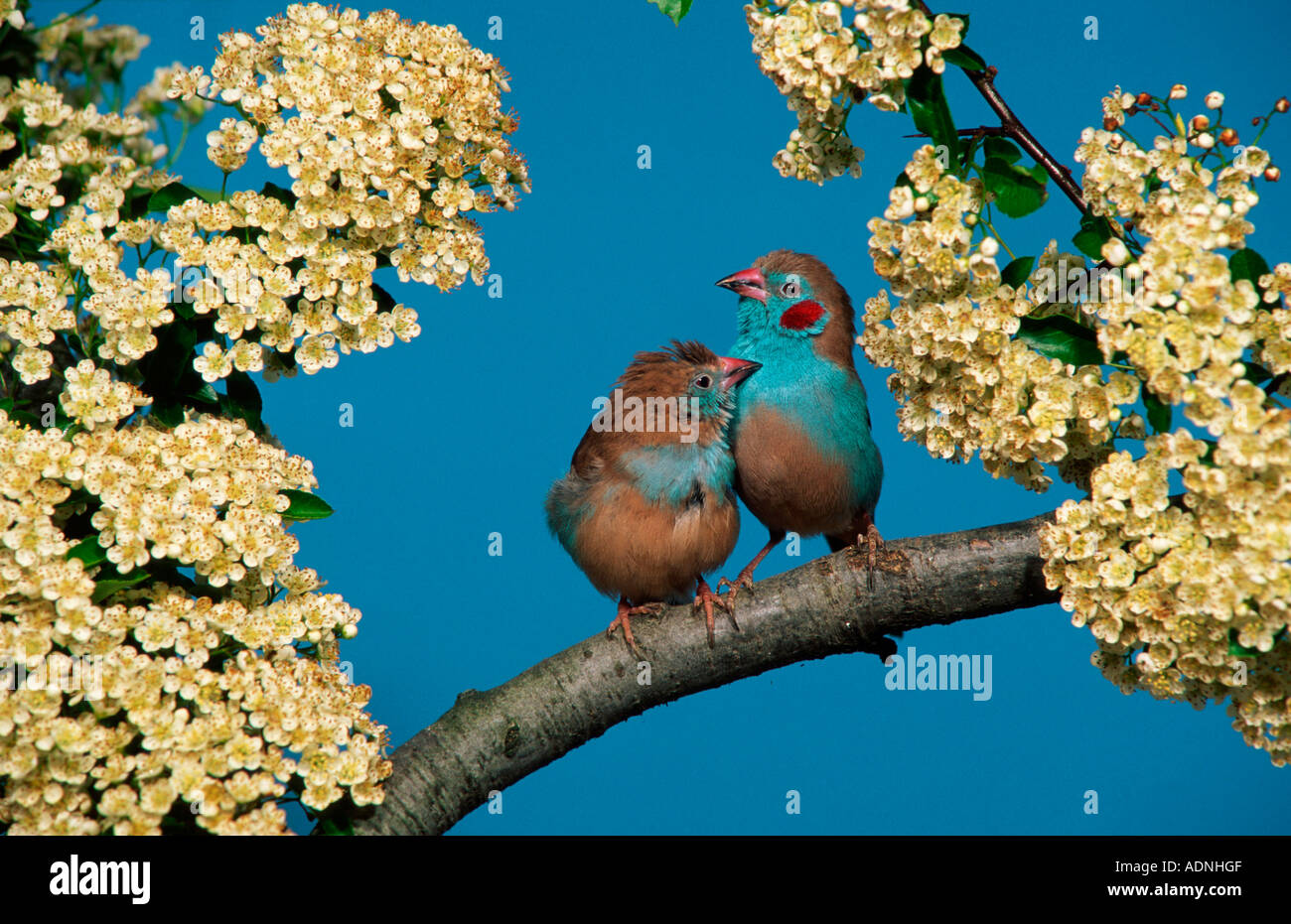Red-cheeked Blue Waxbills, pair (Uraeginthus bengalus) Red-cheeked Cordon-bleu Stock Photo