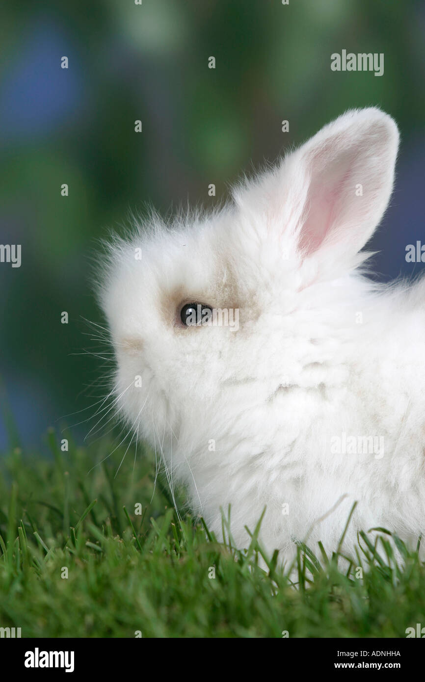 Young Teddy Lop-eared Rabbit, 5 weeks side Stock Photo