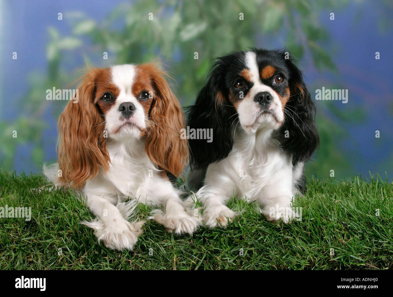 Cavalier King Charles Spaniel, Blenheim and tricolor Stock Photo - Alamy