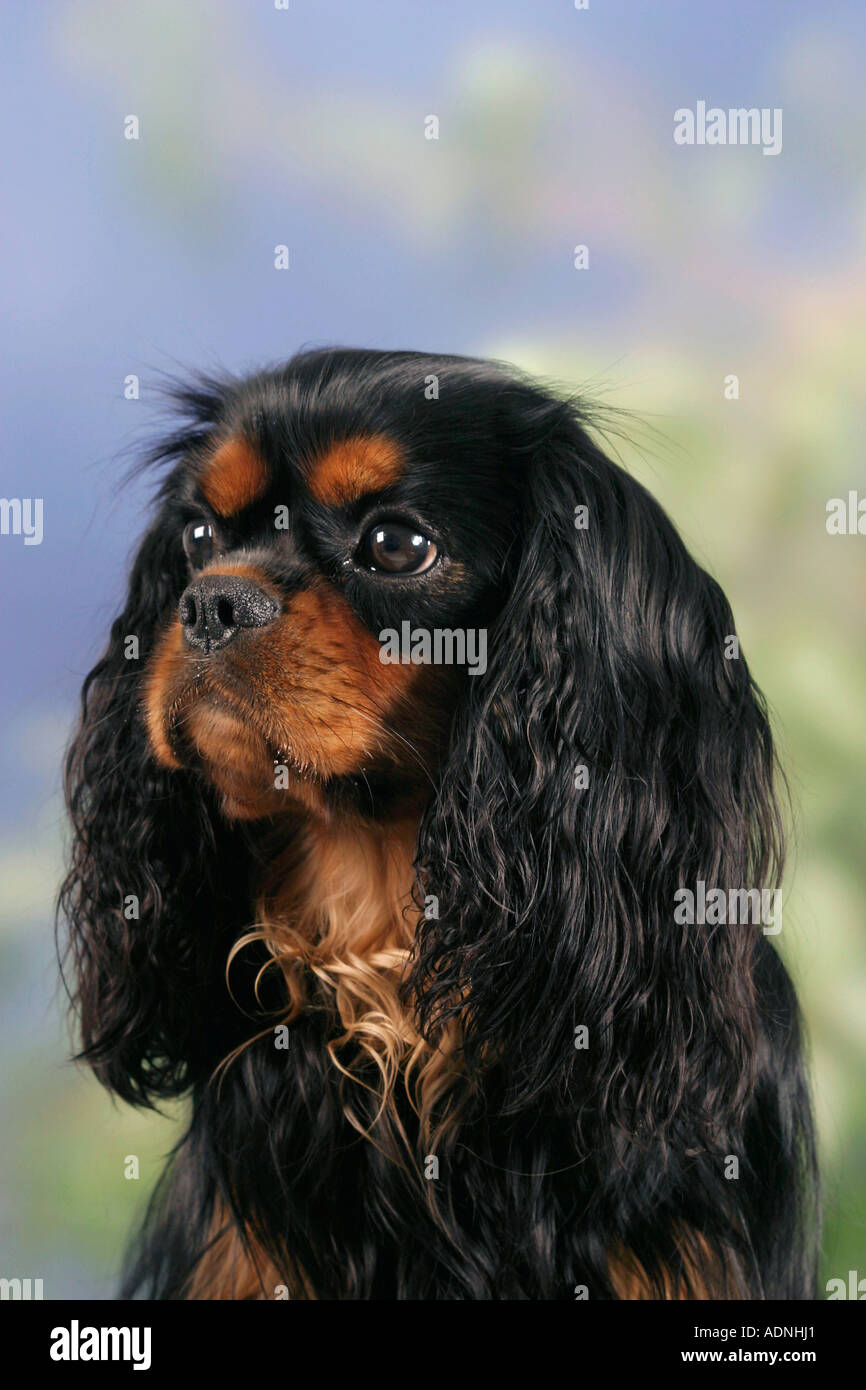 black-and-tan-spaniel-hi-res-stock-photography-and-images-alamy