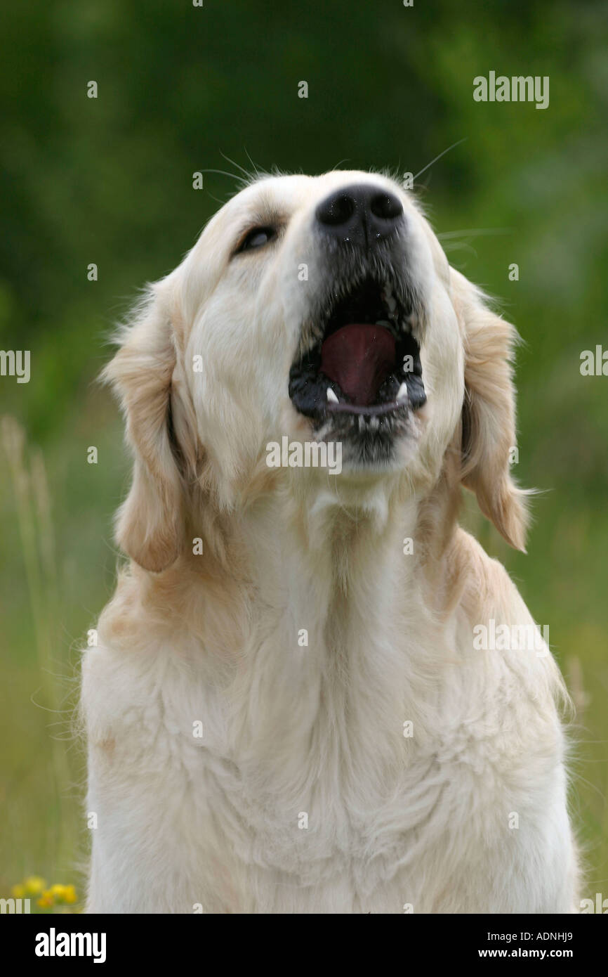 Vertical shot golden retriever hi-res stock photography and images - Alamy