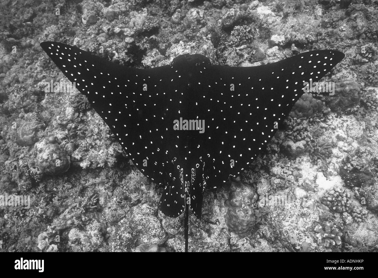A Spotted eagleray, Aetobatis narinari, swims above a coral reef seeking food in the rubble substrate. Stock Photo