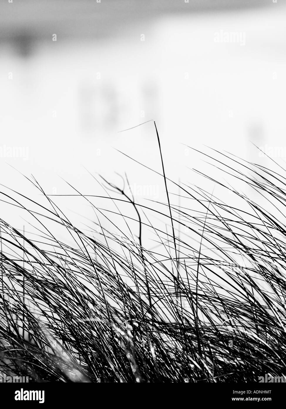 Marram Grass at Gwithian Stock Photo