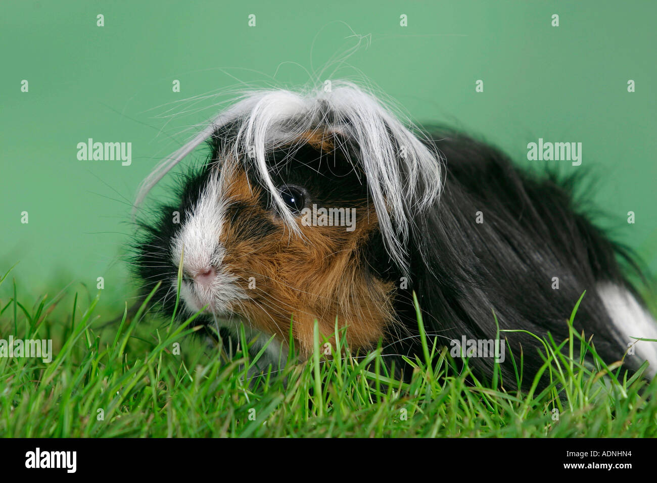 Peruvian Guinea Pig Stock Photo - Alamy