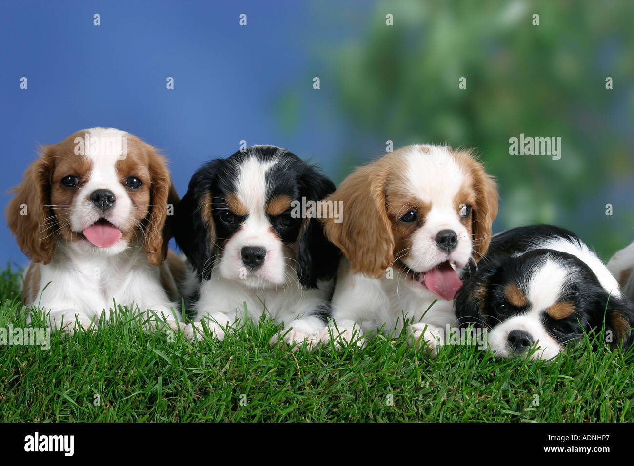 tricolor cavalier puppy