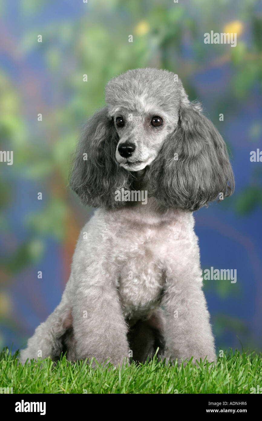 Toy Poodle, silver Stock Photo Alamy