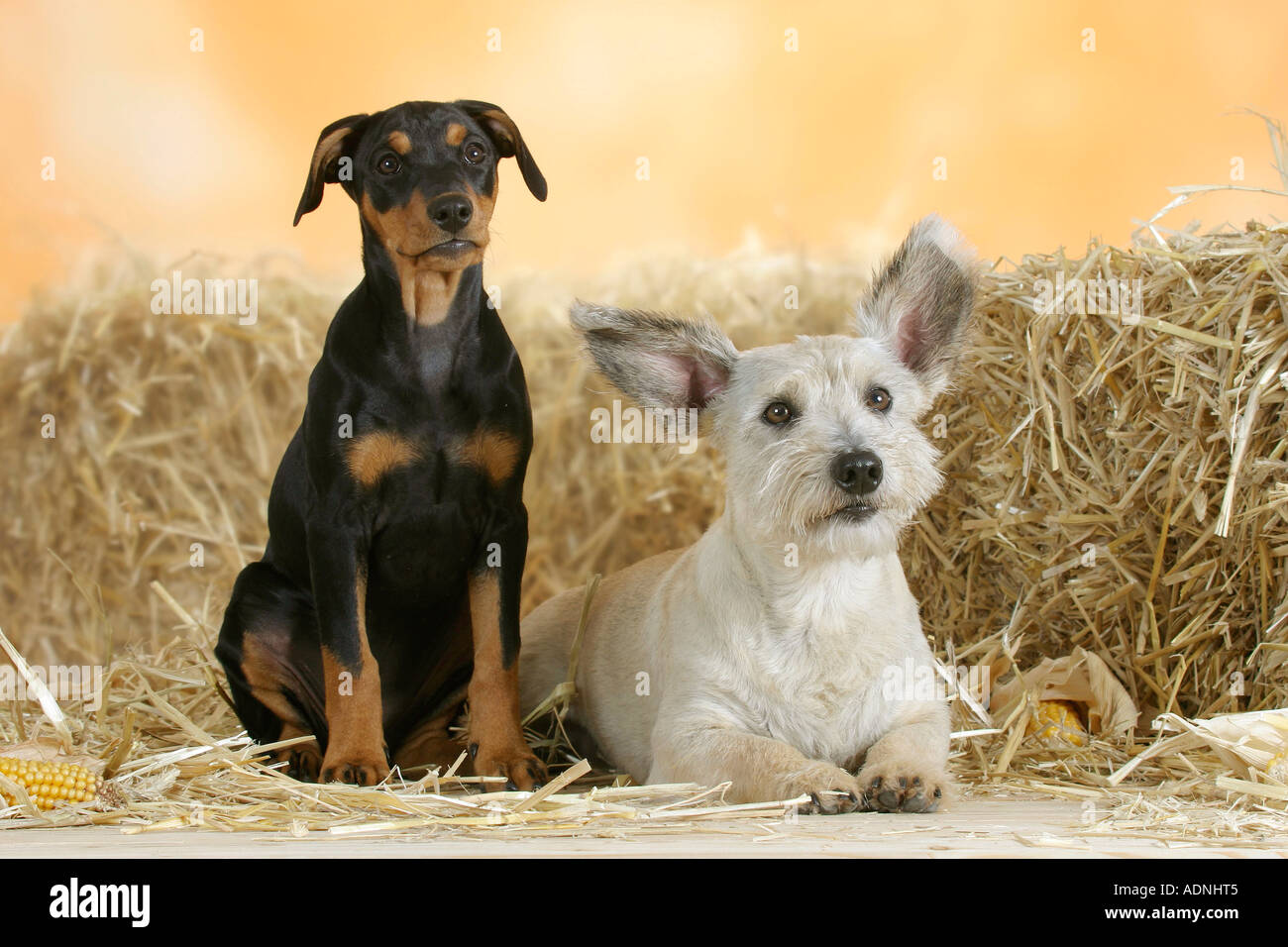 German Pinscher, puppy, 10 weeks, and Mixed Breed Dog Stock Photo