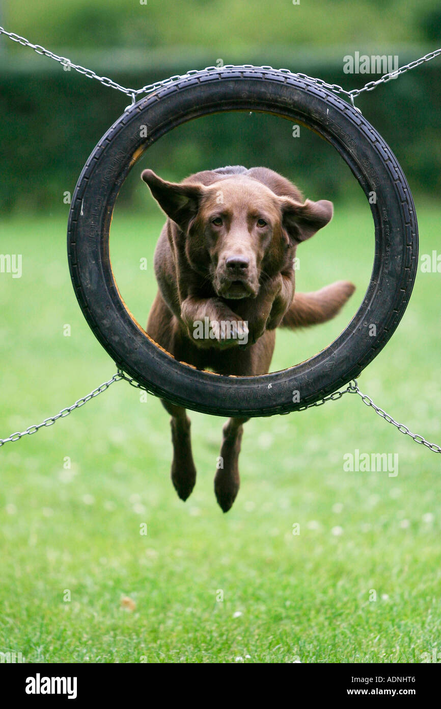 Labrador Retriever jumping through tyre Agility Stock Photo Alamy