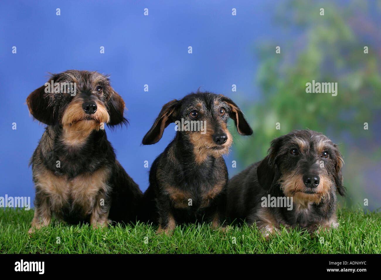 Wirehaired Dachshunds Stock Photo