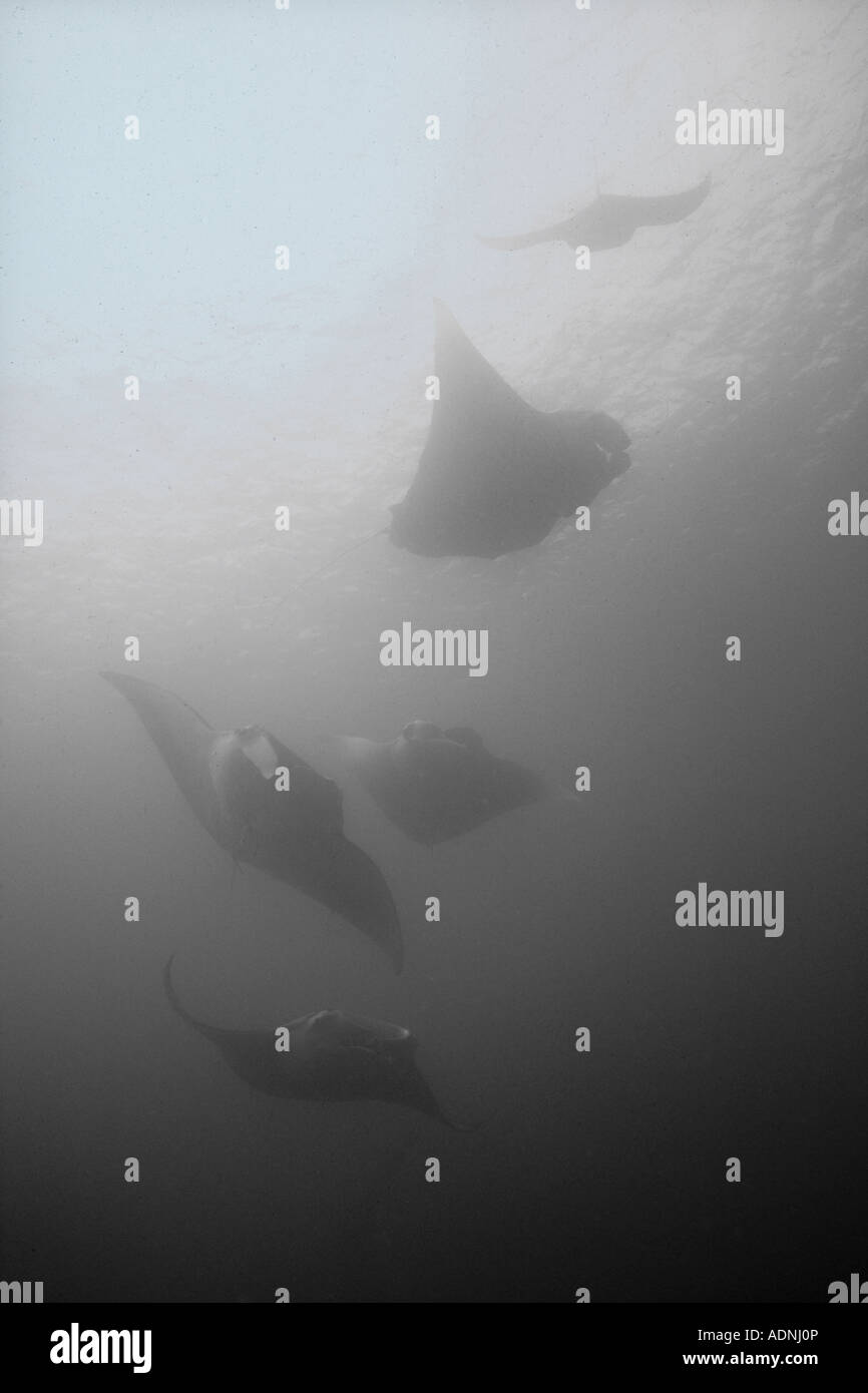 A group of manta rays, Manta birostris, feed on microscopic zooplankton