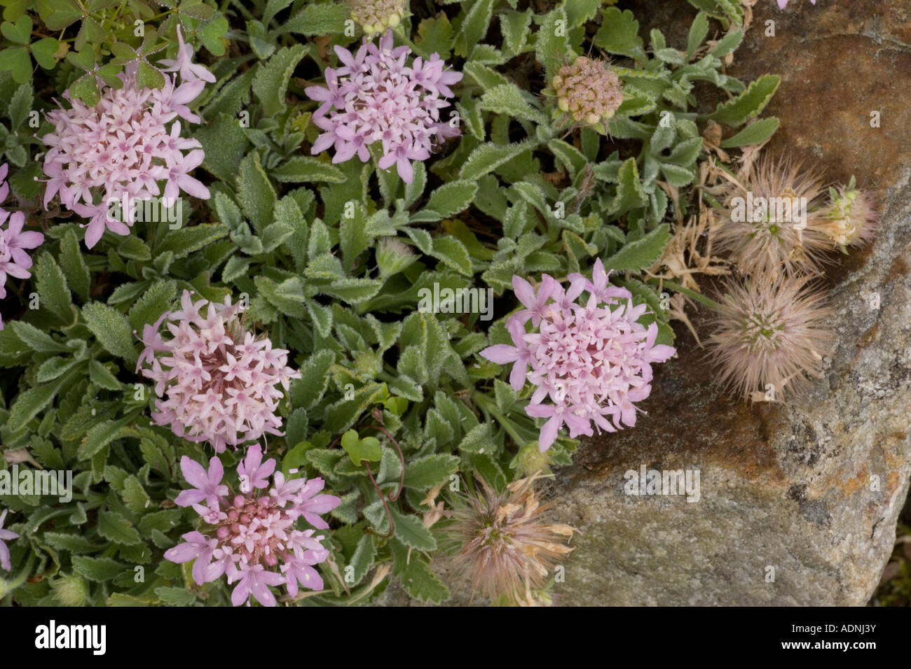 A prostrate scabious Pterocephalus perennis from Greece Stock Photo