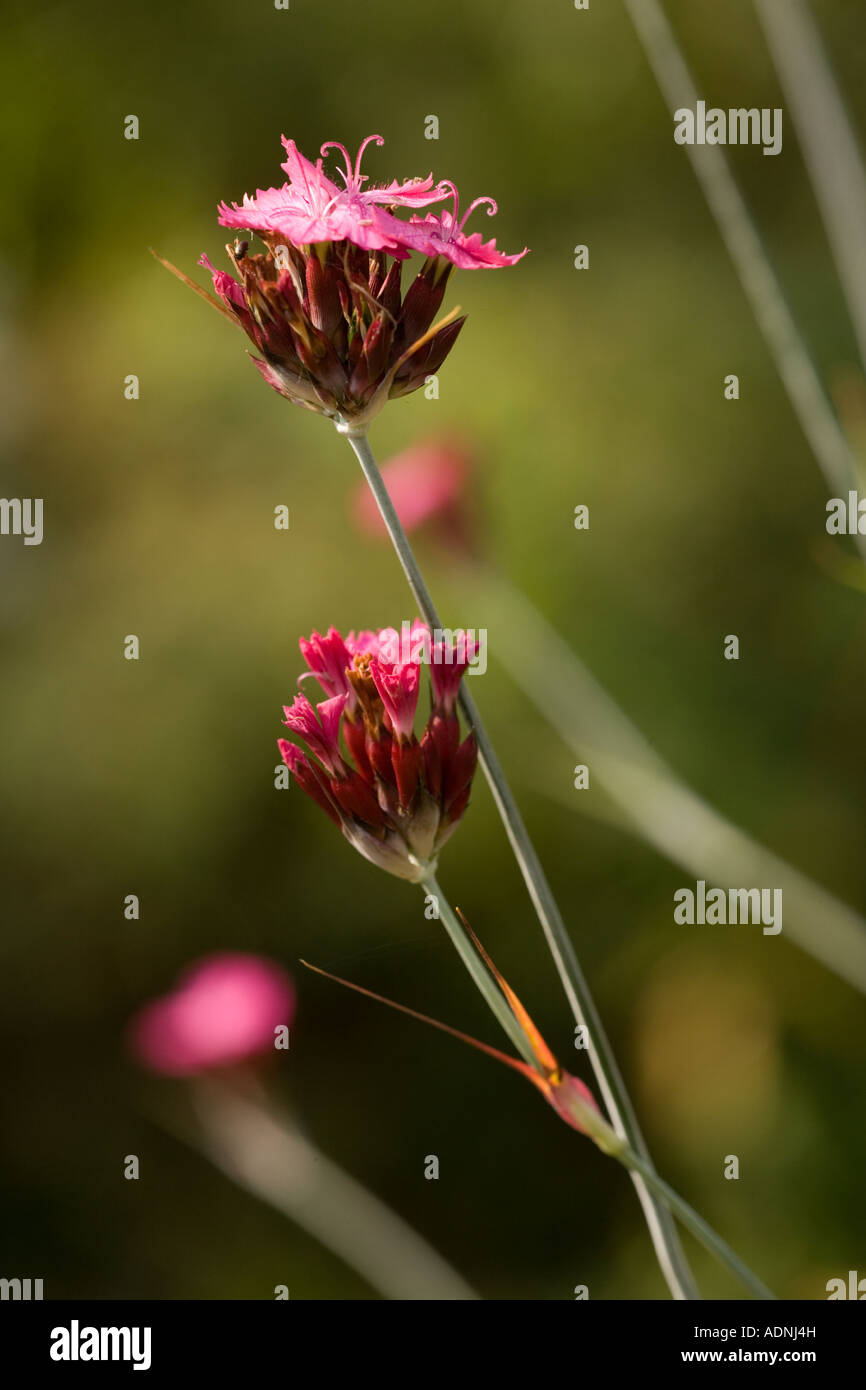 Carthusian pink (Dianthus carthusianorum) close-up, Romania Stock Photo