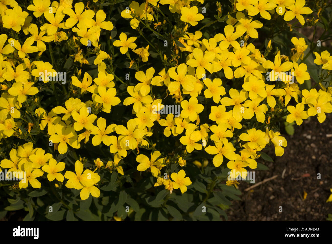 A garden variety of yellow flax, Linum flavum compactum, Garden Sweden Stock Photo